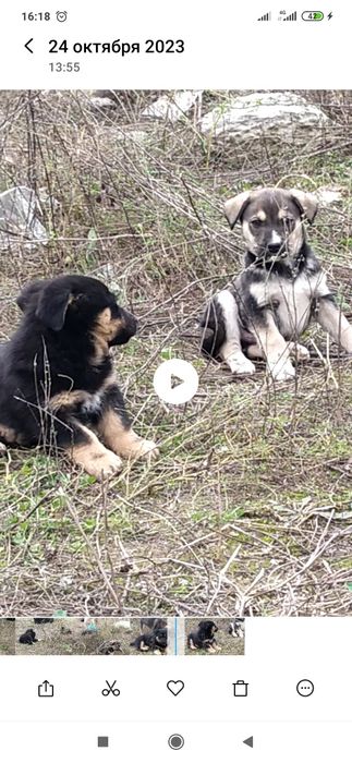 Отдам даром в хорошие руки щенков