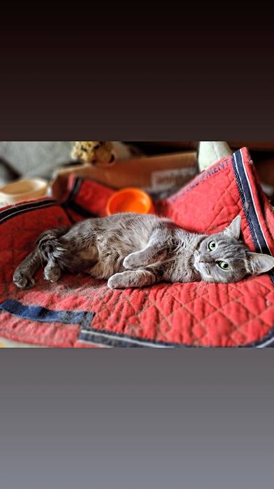 Отдам серую вискасную кошку, 2 года, стерилизована, привита