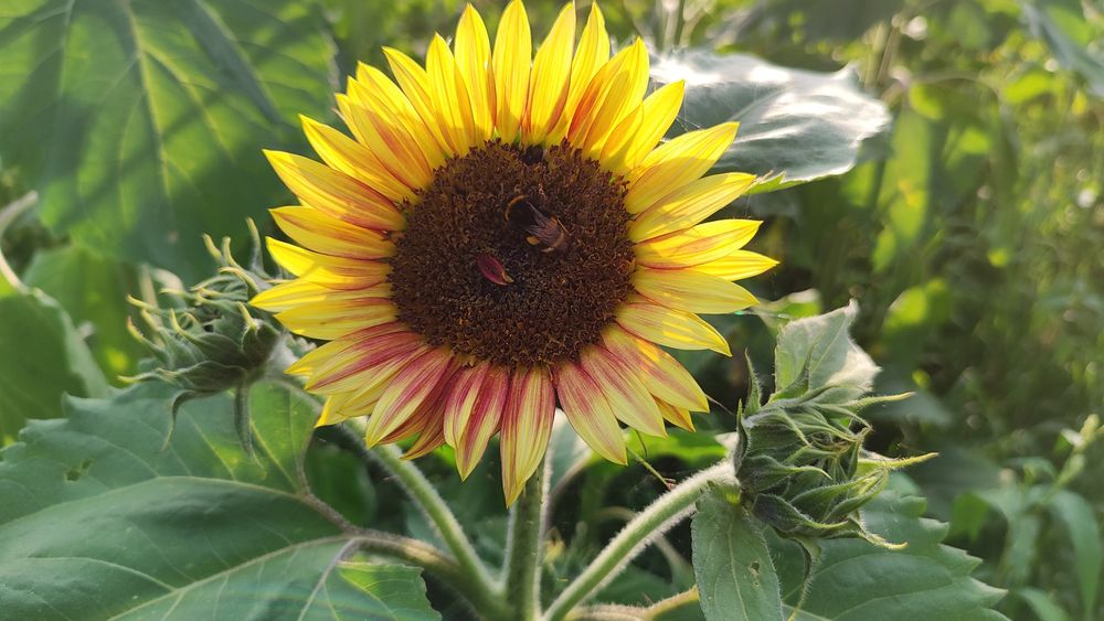 Słonecznik ozdobny nasiona