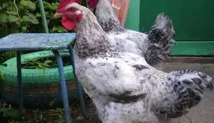 Інкубаційне яйце Мастер Грей.