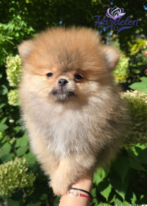 Pomeranian ZKwP Szpic Miniaturowy Kardelen FCI