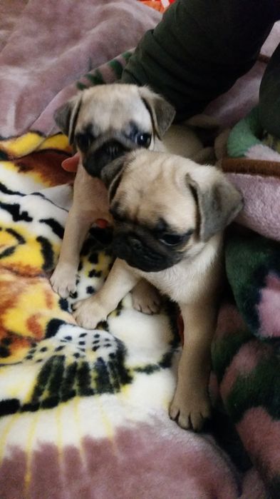 Чудові  мопсятка