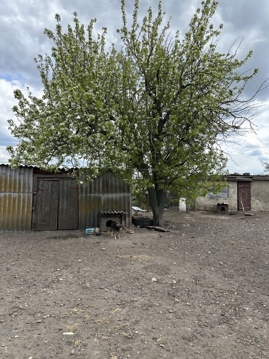 Продам будинок в с. Новоолександрівка МИКОЛАЇВСЬКА область