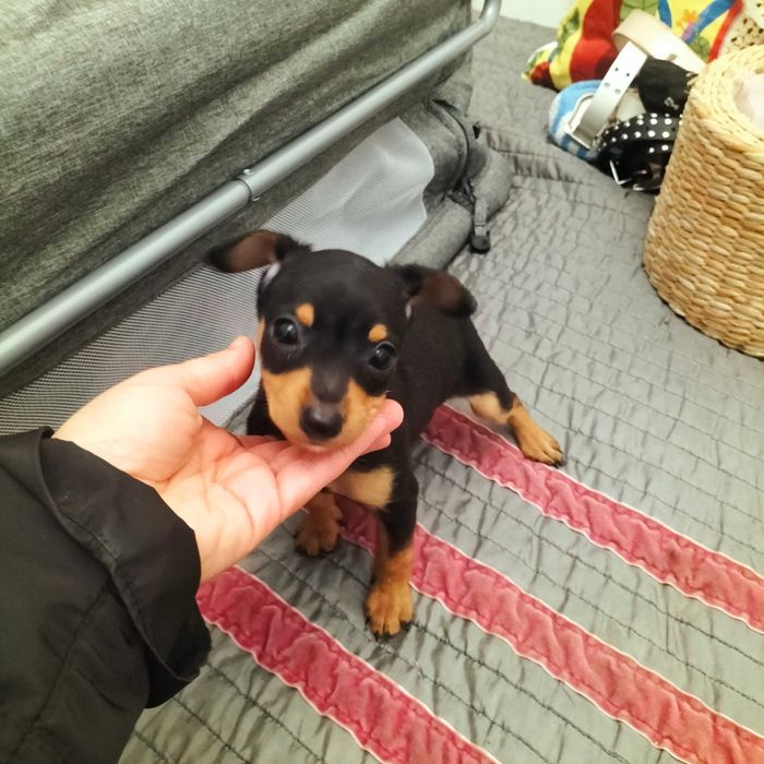Pinscher belíssimo macho
