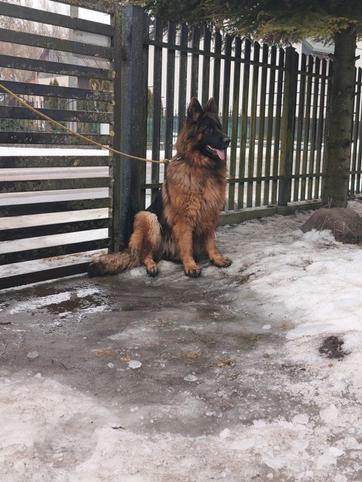 Owczarek niemiecki długowłosy ,,suka,,