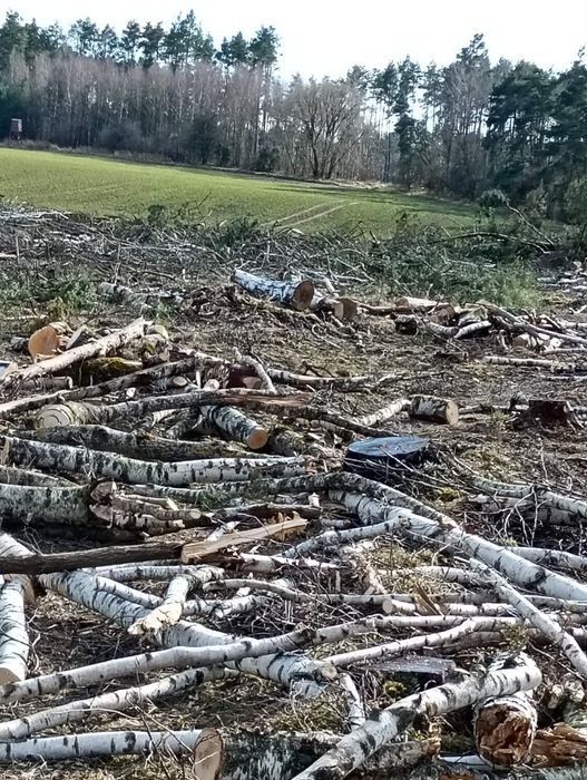 Drewno opałowe ze zrębu suche