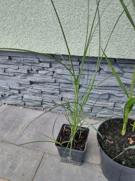 PROMOCJA Miskant chiński Silberspinne