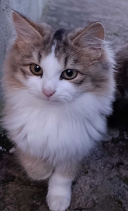 Кошеня  кішка гарненька