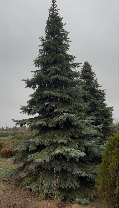 Ель голубая, зеленая Киев