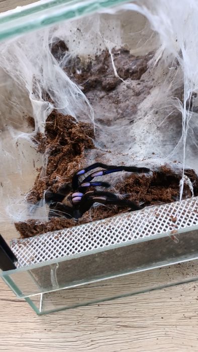 Ptasznik Ch. Natanicharum SAMICA