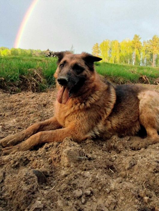 Dwie Siostrunie Zgrany Duet Deska Ayra Owczarek Niem DOWÓZ cała Polska