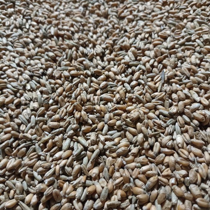 Pszenżyto ozime Rotondo