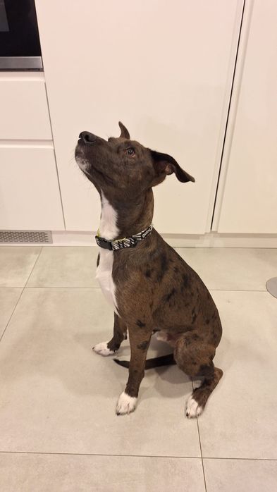 Macho 9 meses esterilizado para adopção