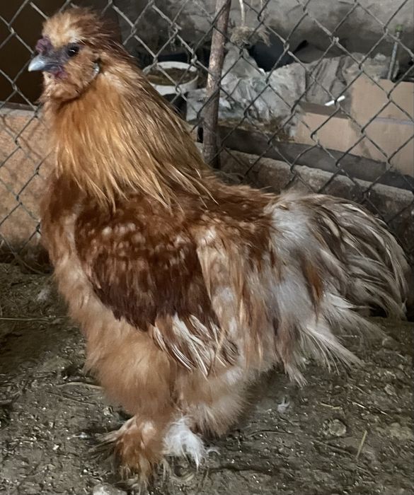 Sprzedam lub wymienię  koguta (Silka)