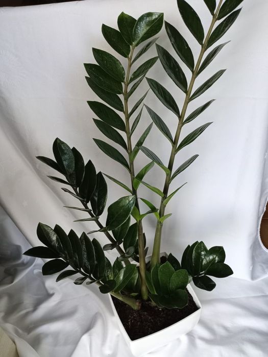 Plantas de exterior e interior