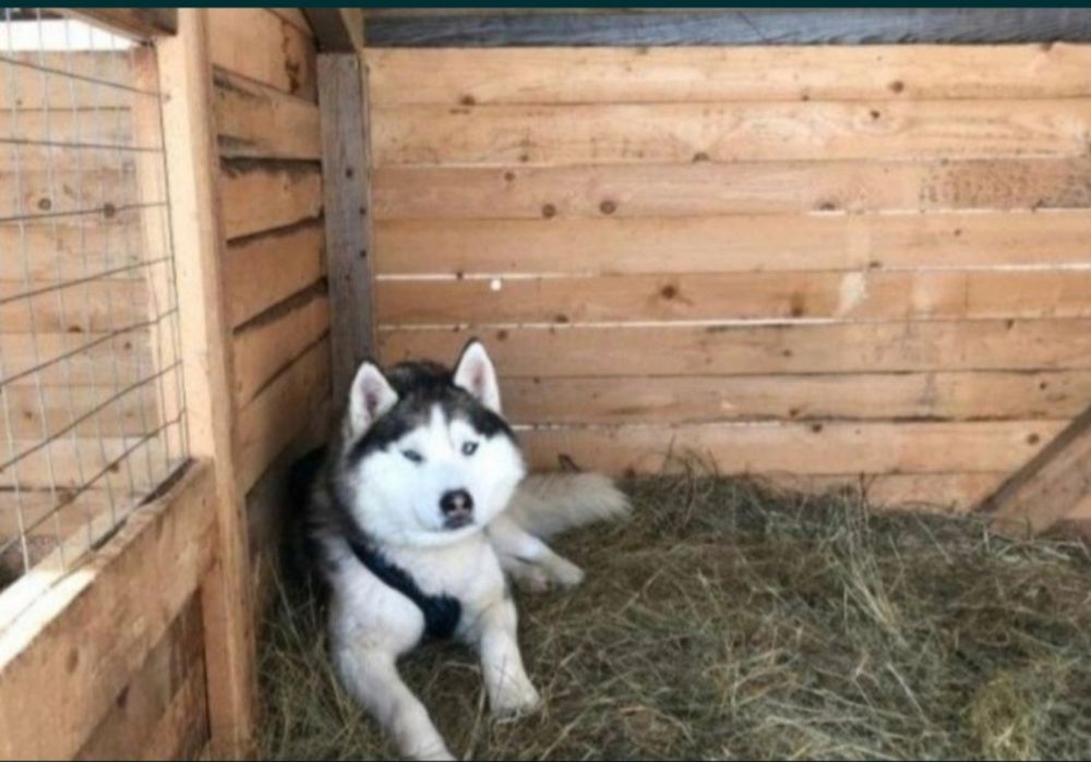 ‼️СІНО З БЕЗКОШТОВНОЮ ДОСТАВКОЮ  в тюках мешках, сено (могары и др виды)‼️