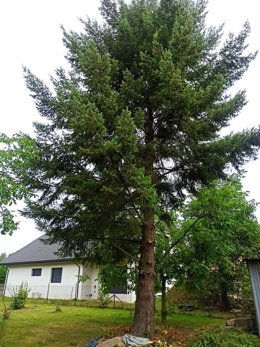 Wycinka drzew, usuwanie pni niedrogo.