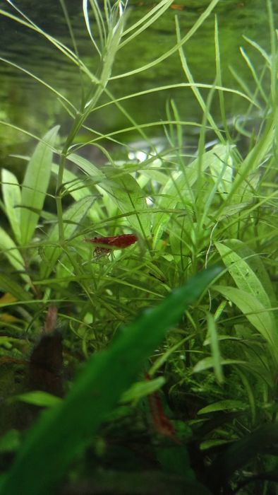 Krewetki Red Cherry