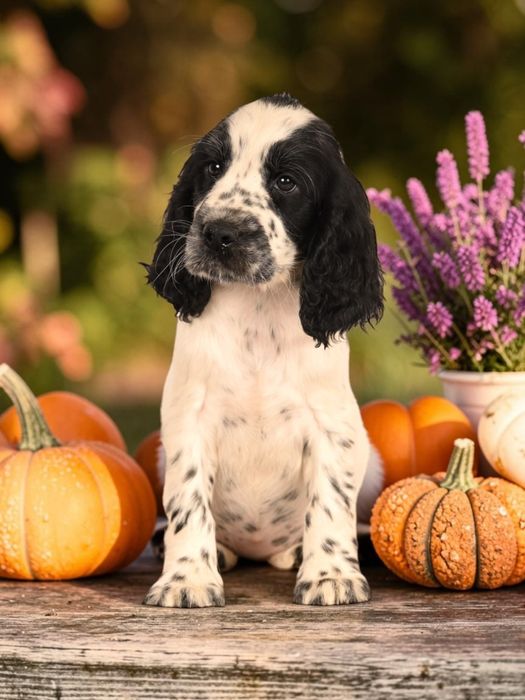 Springer Spaniel Angielski FCI