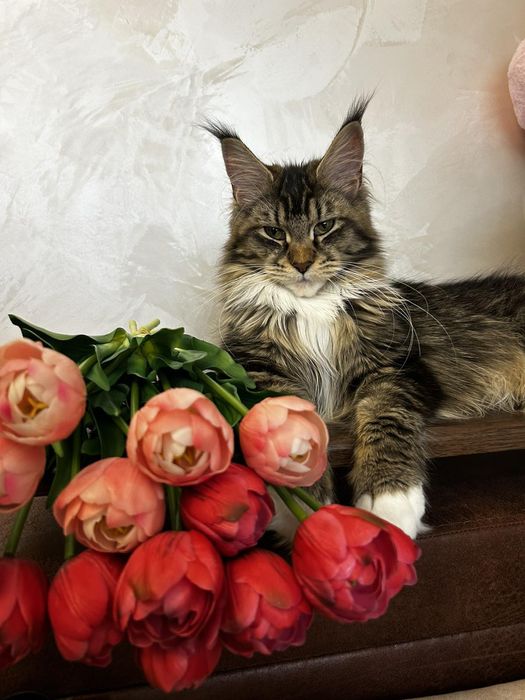 Справжні  Мейн-куни з розплідника .Розпродаж підлітків та дорослих .