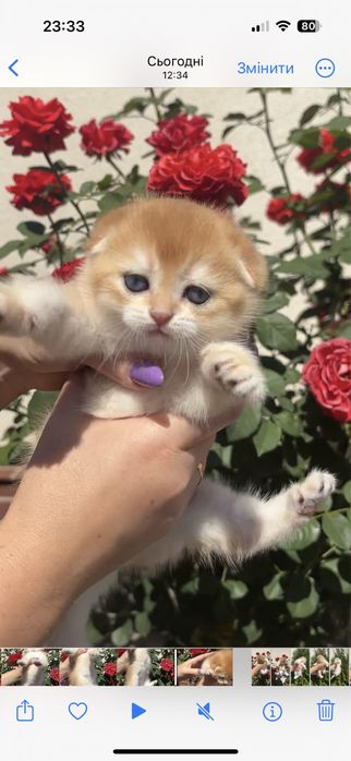 Гарнюнє кошенятко дівчинка 1,5 міс. Scottish fold
