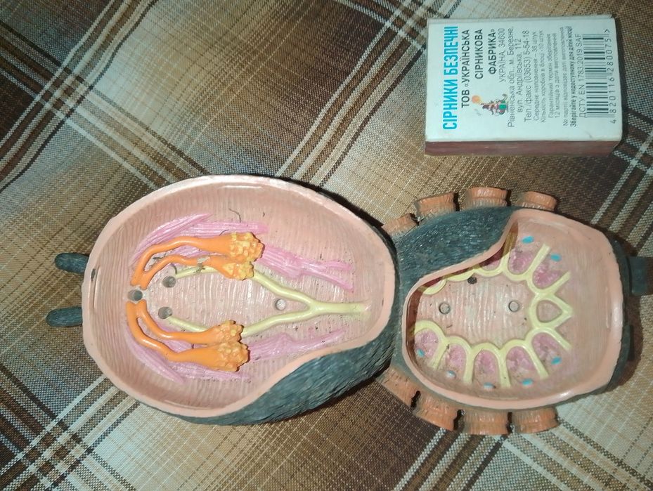 Паук  ( учебный)