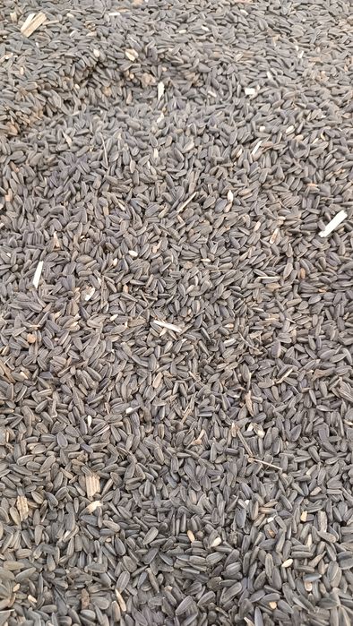 Słonecznik na paszę na poplony do wszystkiego