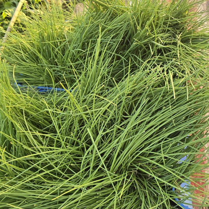 Cebolo para plantar