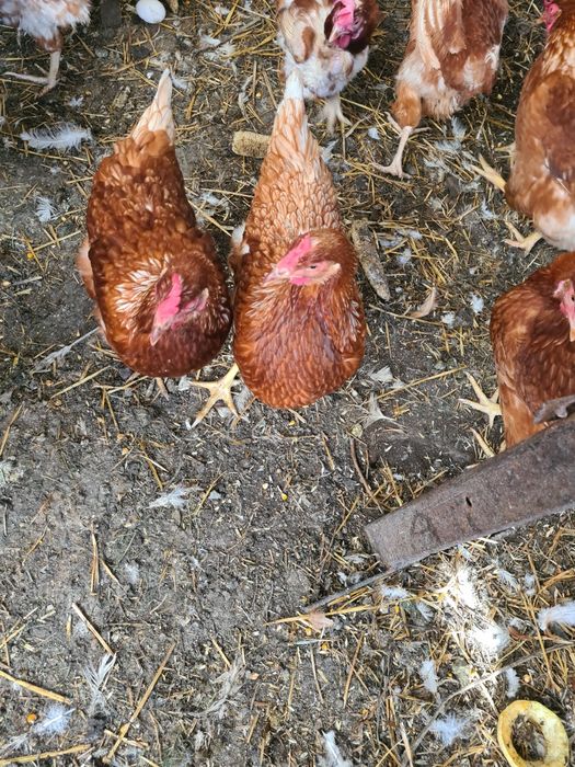 Молодые куры,молодка.