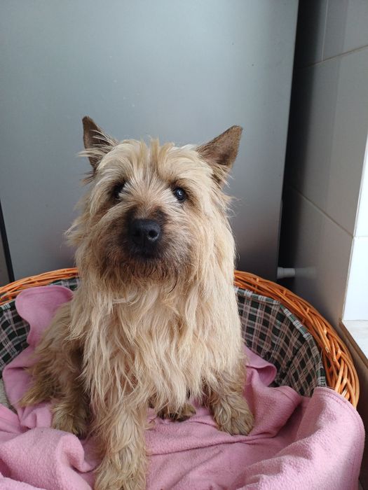 Szczenięta cairn terrier