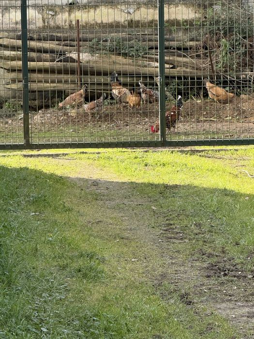 Garnizas/os de qualidade