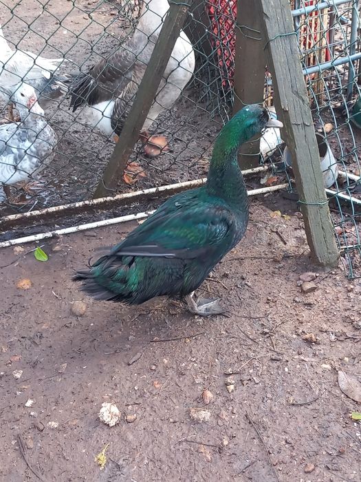 Pato payuga macho