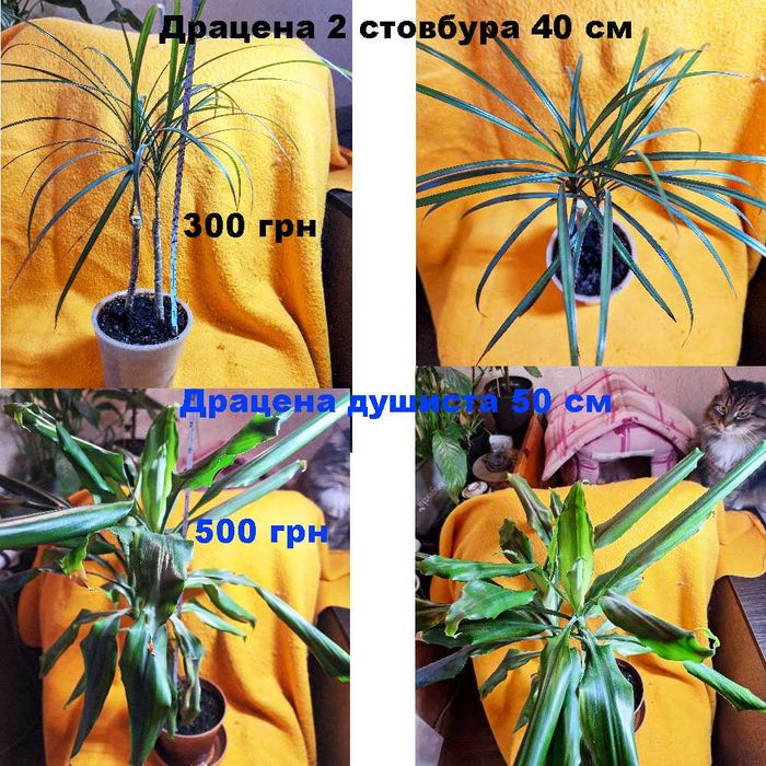 Терміново продам квіти