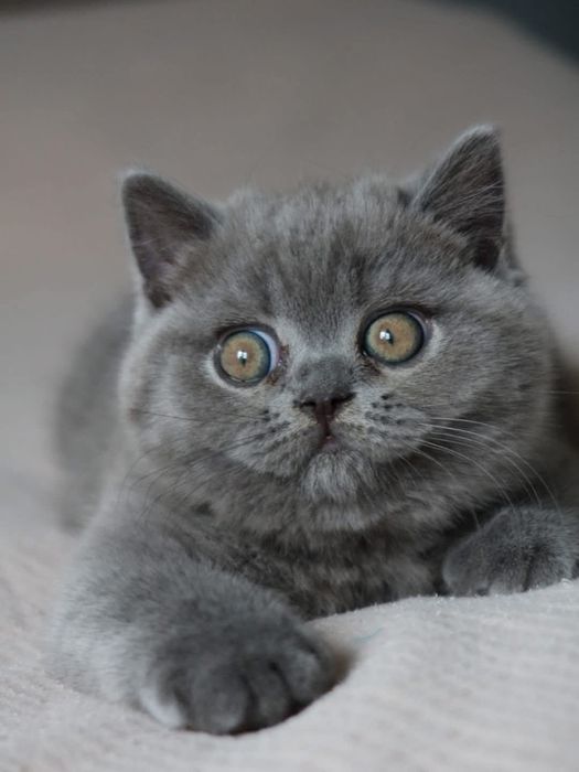 Шотландский котёнок мальчик