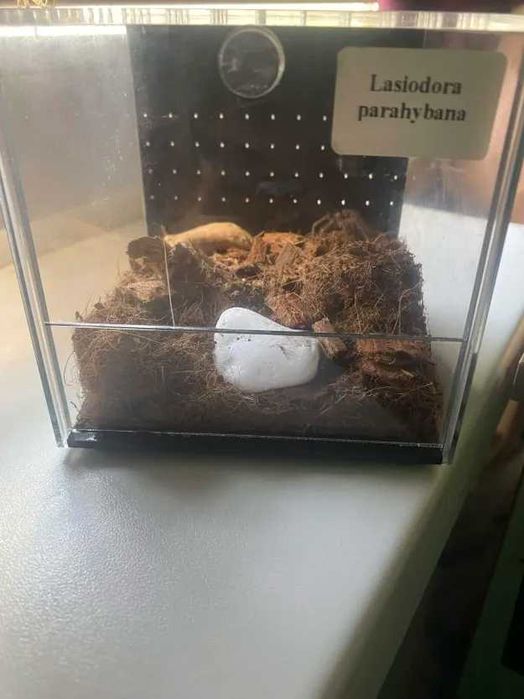 Sprzedam 2 Ptaszniki Pajęczaki