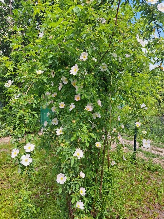 Działka ROD  Fr. Chopina w Częstochowie - Widok 2