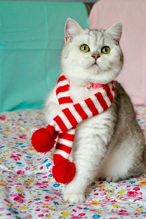 Срібна шиншила с зеленими очима