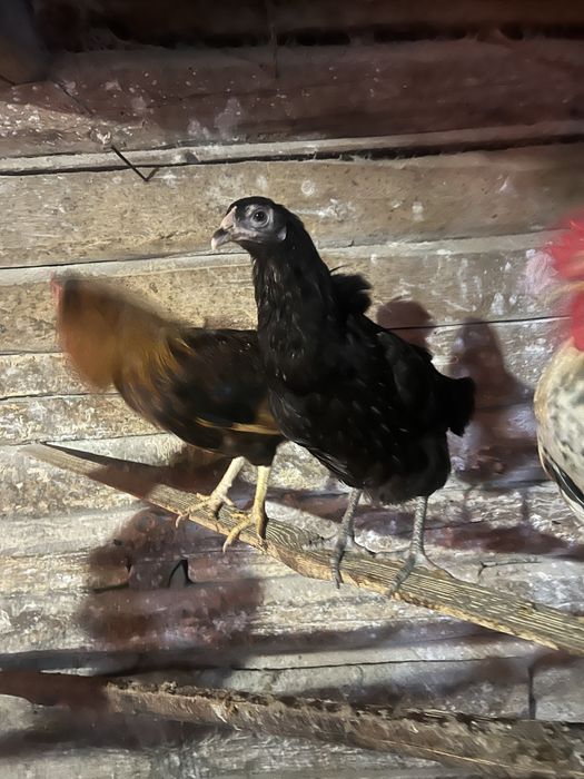 Кури несушки,півні