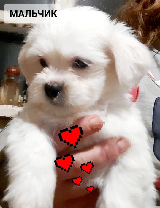 Мальтипу -болонка