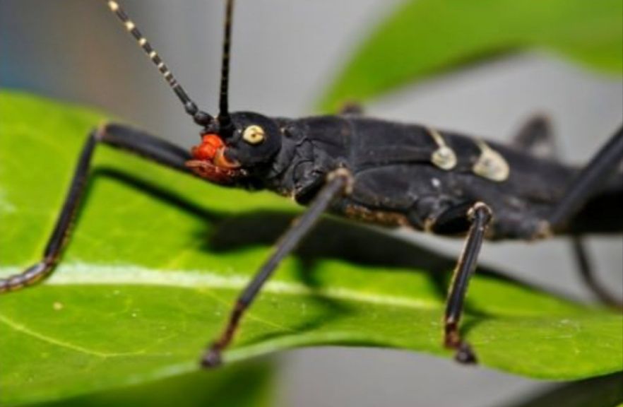 Перуанський кордільерський  палочник (лат. Peruphasma shultei)