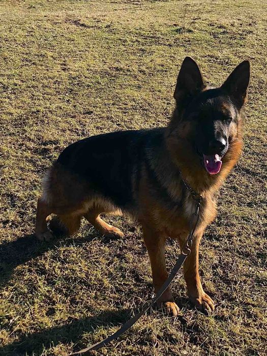 Цуценята німецької вівчарки