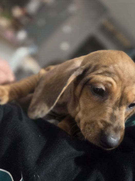 Jamnik krótkowłosy.