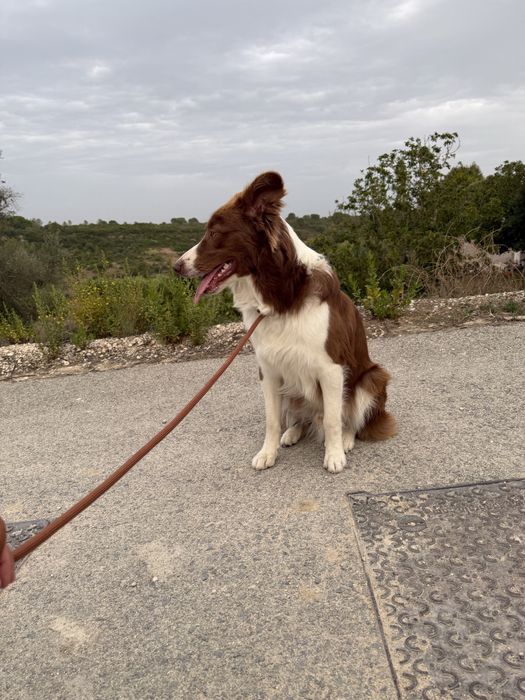Border collie macho procura namorada