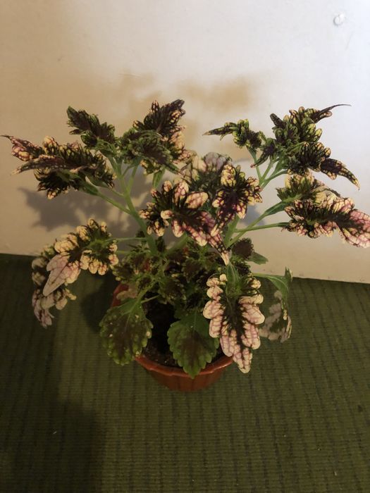 Комнатный цветок - колеус