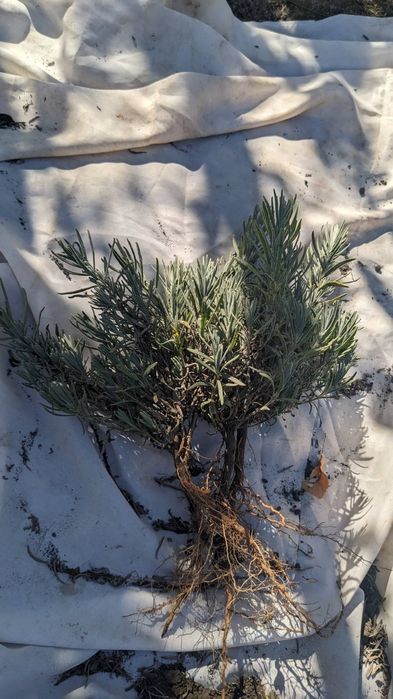 Саженцы лаванды.