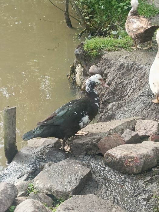 Kaczki prkinki do chowu