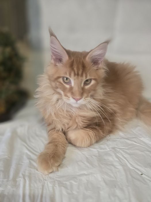 Котята.  Мейн Кун