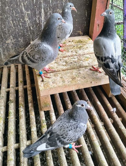 Piękne młode 2026 do lotów! Dobry materiał