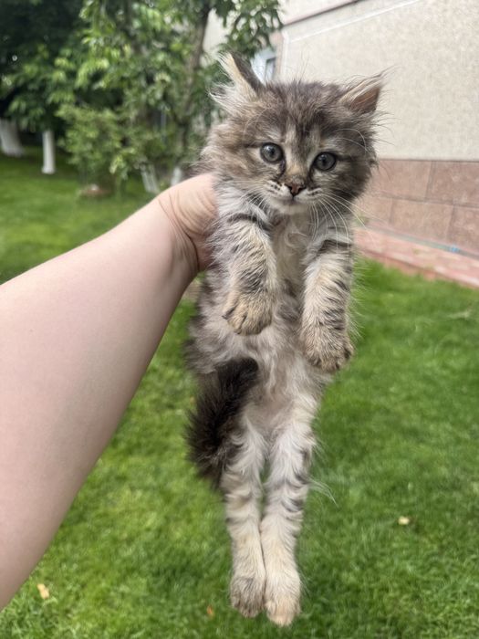 Котеня в добрі руки