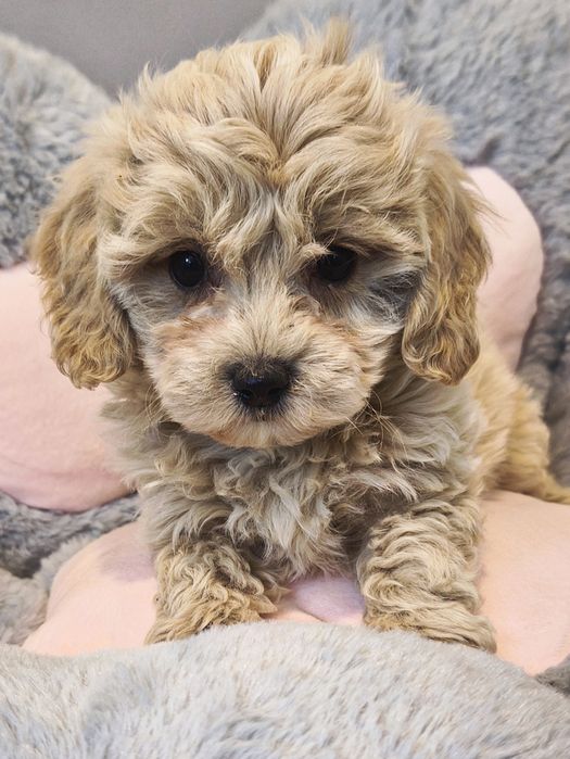 Maltipoo  chłopiec XS